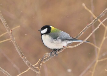 シジュウカラ 長野県 2022年2月27日(日)