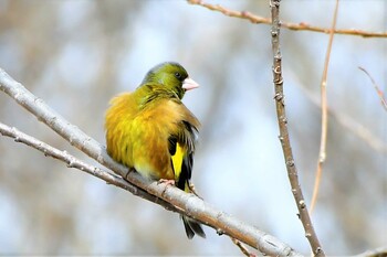 Grey-capped Greenfinch 近所の河川敷 Sat, 2/19/2022