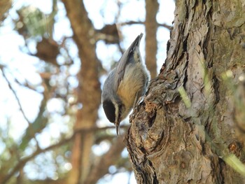 Chinese Nuthatch 北京植物園(北京) Sat, 2/26/2022