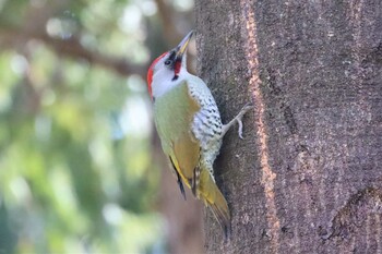 2022年2月27日(日) 座間谷戸山公園の野鳥観察記録