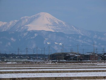 2022年2月26日(土) 湖北野鳥センターの野鳥観察記録