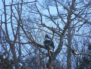 2022年2月26日(土) 山本山(滋賀県)の野鳥観察記録