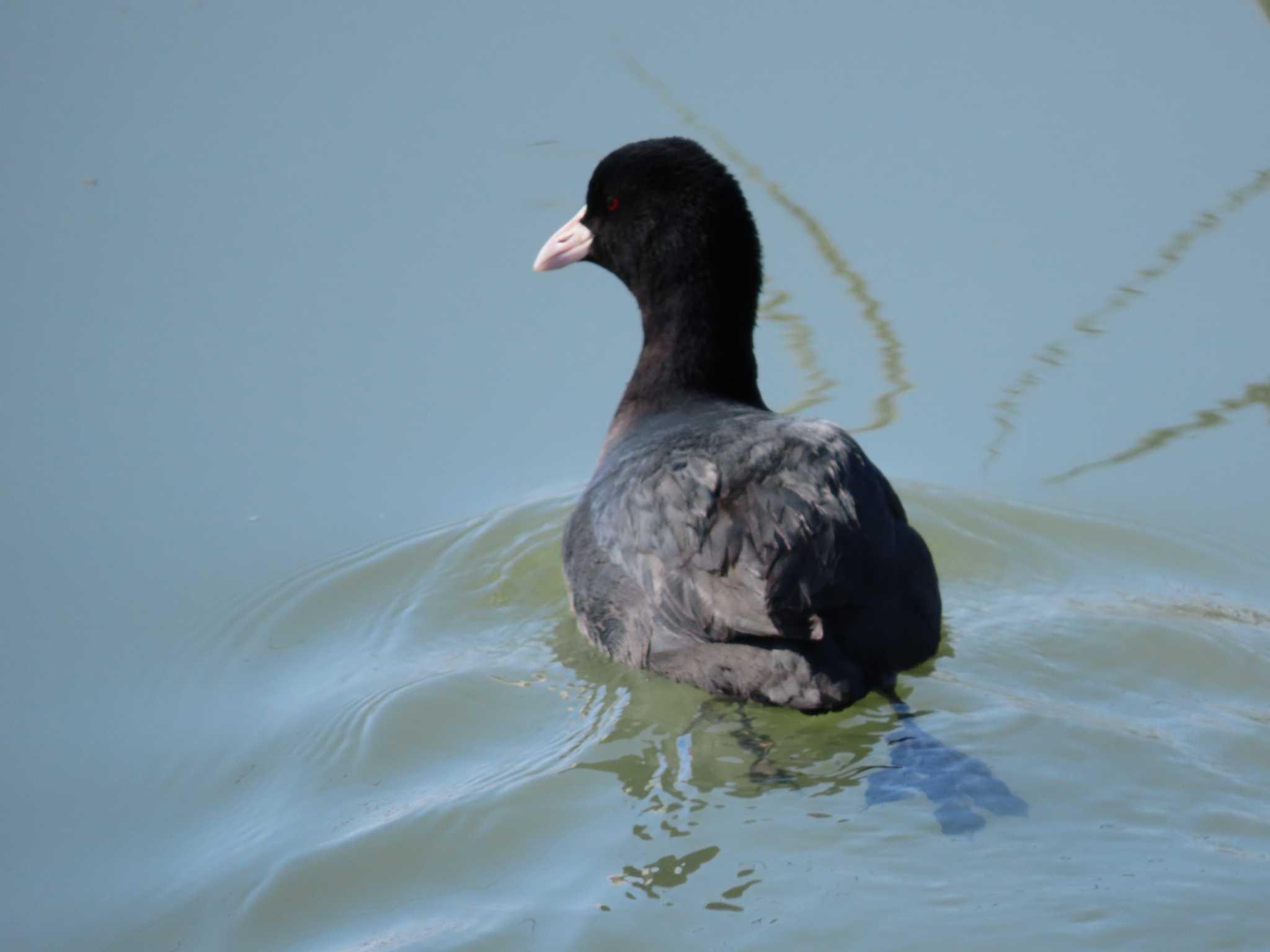 湖北野鳥センター オオバンの写真 by sword-fish8240