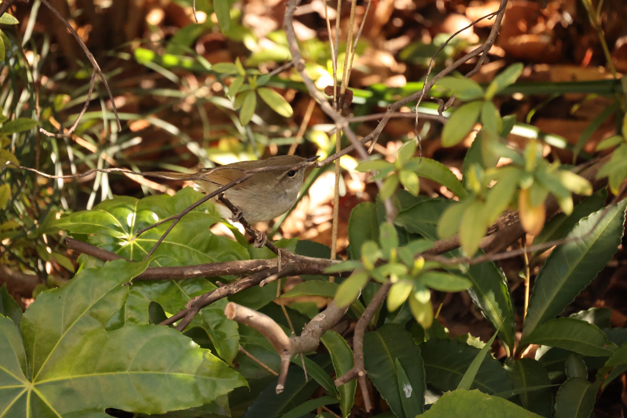 Photo of Japanese Bush Warbler at 川崎 by Naosuke