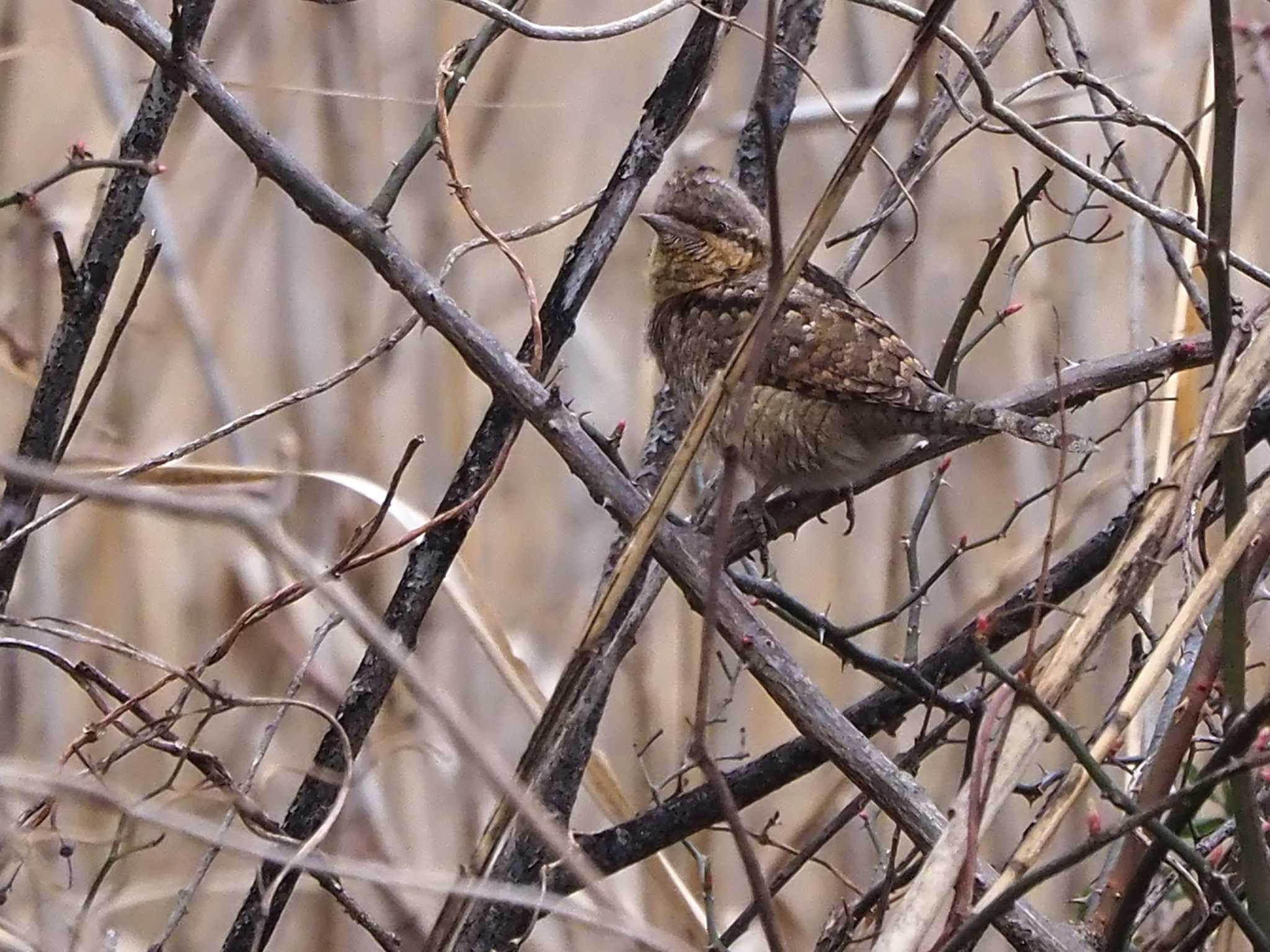 Photo of Eurasian Wryneck at 彩湖 by 日根野 哲也