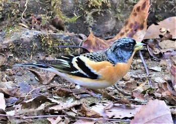 Brambling 兵庫県立ゆめさきの森公園 Sat, 2/26/2022