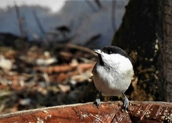 Sun, 2/27/2022 Birding report at Saitama Prefecture Forest Park