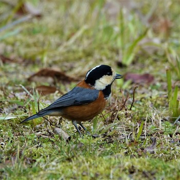 2022年2月24日(木) びわこ文化公園の野鳥観察記録