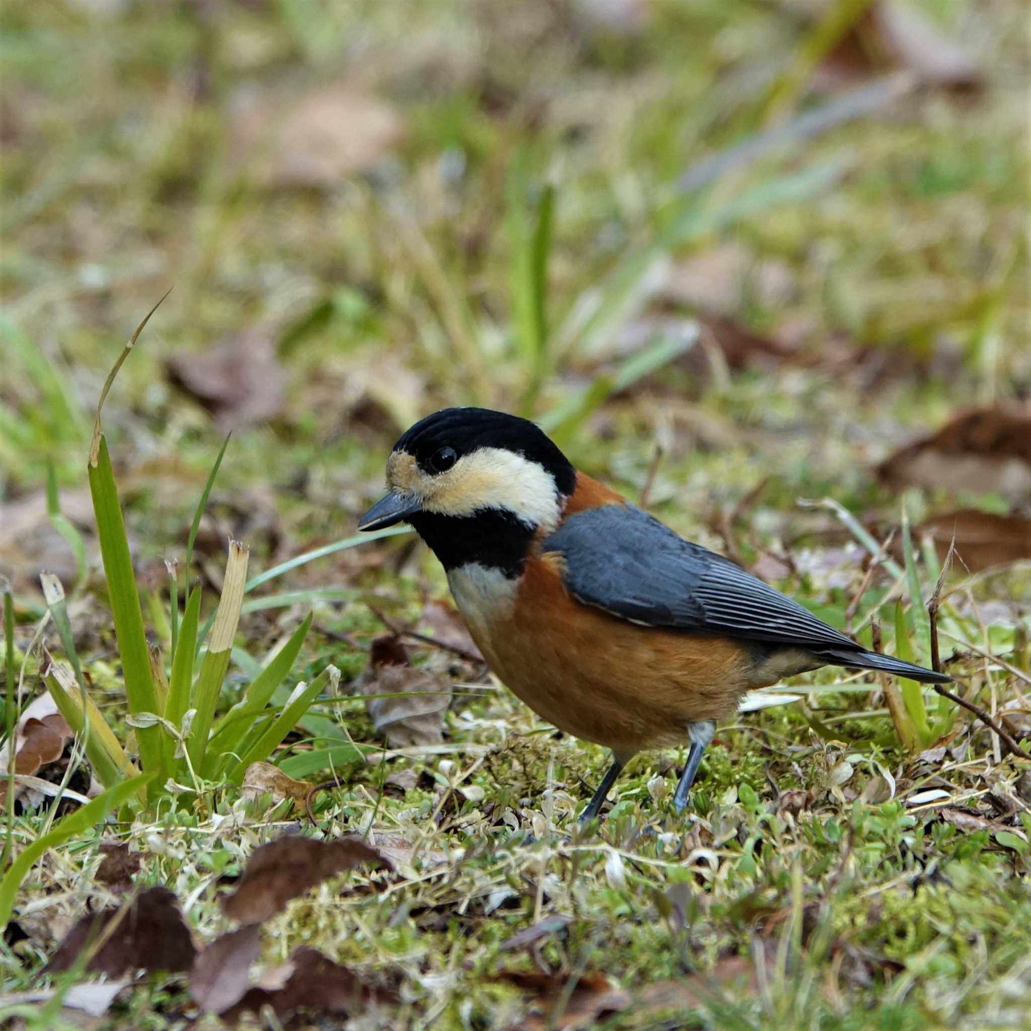 びわこ文化公園 ヤマガラの写真 by bmont520