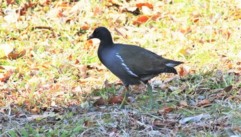 2022年2月27日(日) まつぶし緑の丘公園の野鳥観察記録