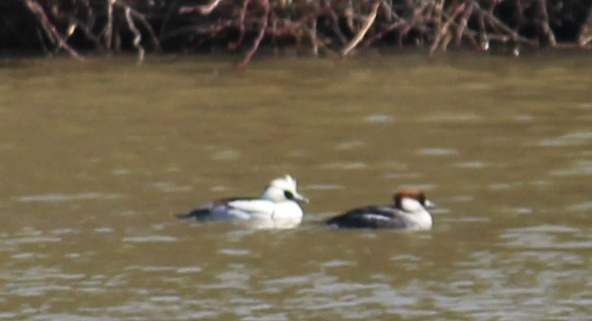 Smew