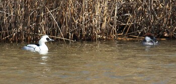 ミコアイサ まつぶし緑の丘公園 2022年2月27日(日)