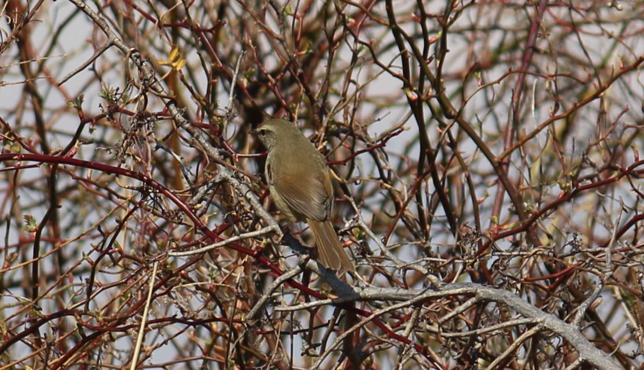 Photo of Japanese Bush Warbler at まつぶし緑の丘公園 by MATIKEN