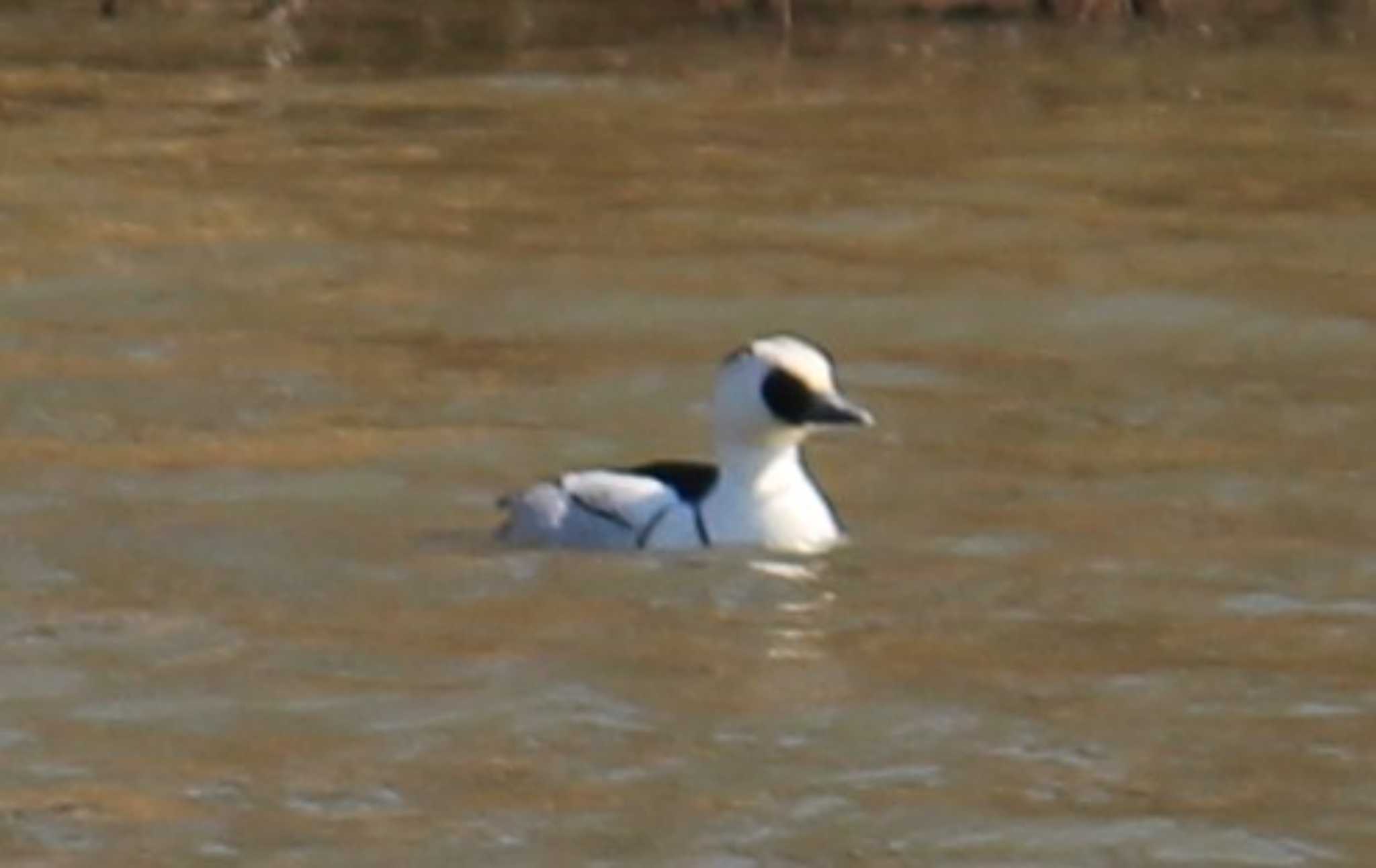 Smew