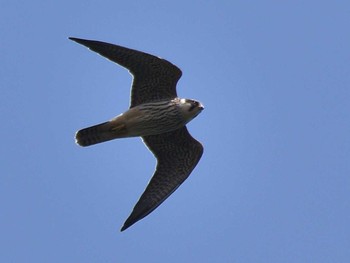 Eurasian Hobby 奥多摩 Sun, 10/1/2017