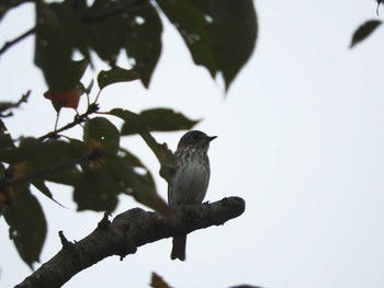 Grey-streaked Flycatcher 権現山(弘法山公園) Sat, 9/30/2017