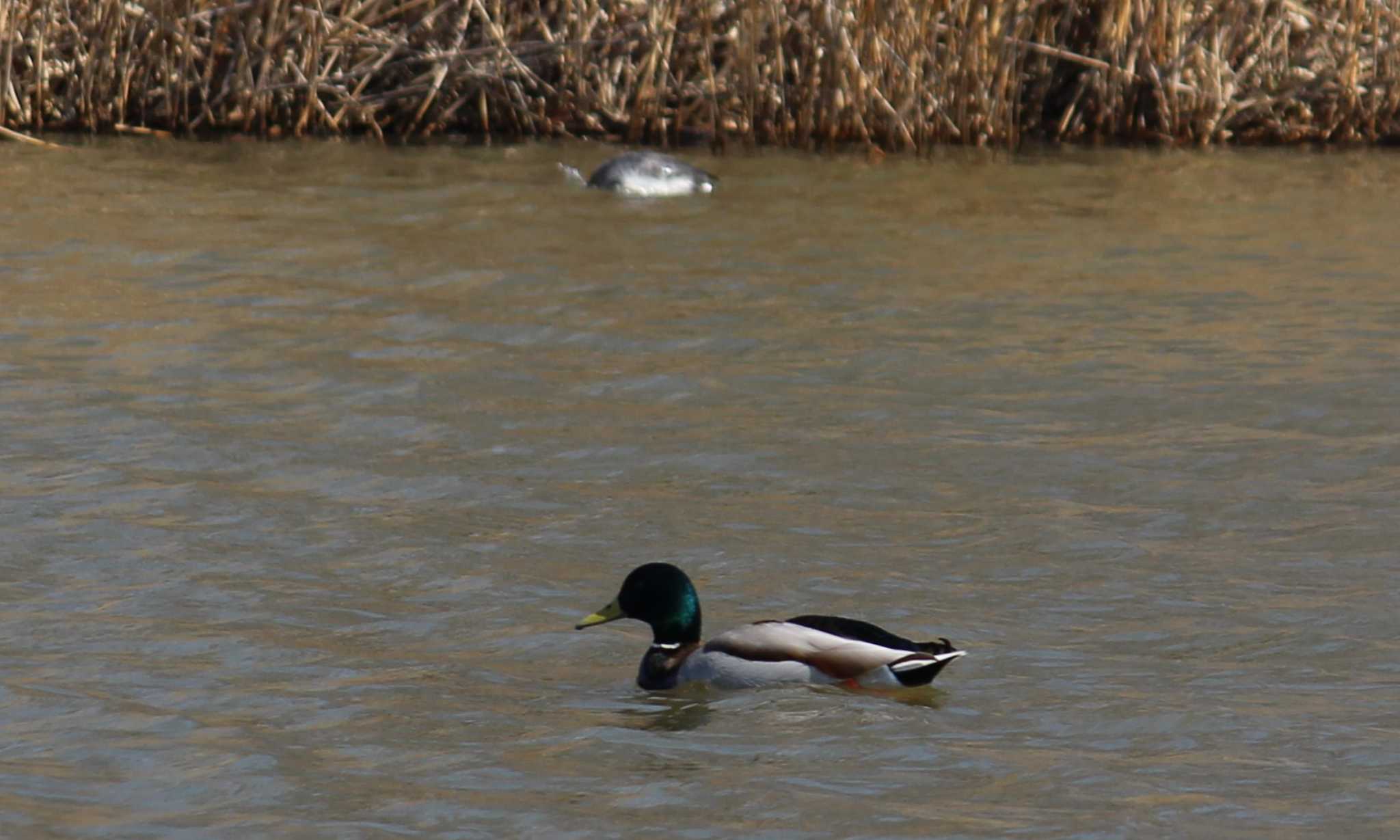 Mallard