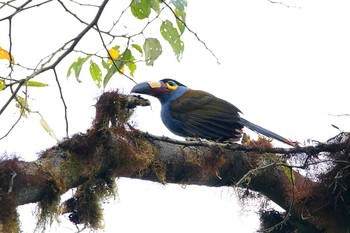 Plate-billed Mountain Toucan