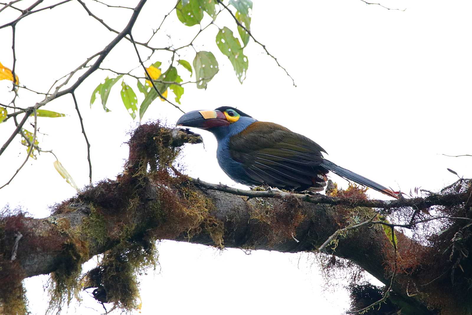 Mindo(Ecuador) イタハシヤマオオハシの写真 by とみやん