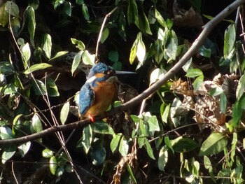 2022年2月27日(日) 井の頭公園の野鳥観察記録