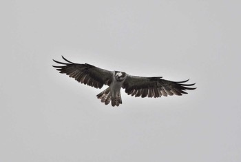 Osprey Unknown Spots Mon, 10/2/2017