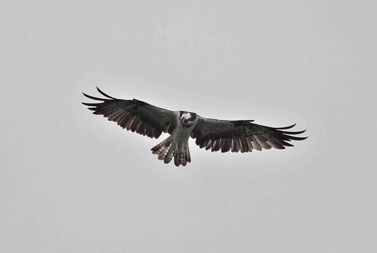 Photo of Osprey at  by くまのみ