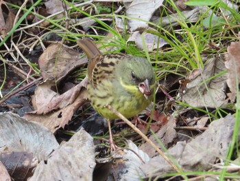 2022年2月27日(日) 横浜自然観察の森の野鳥観察記録