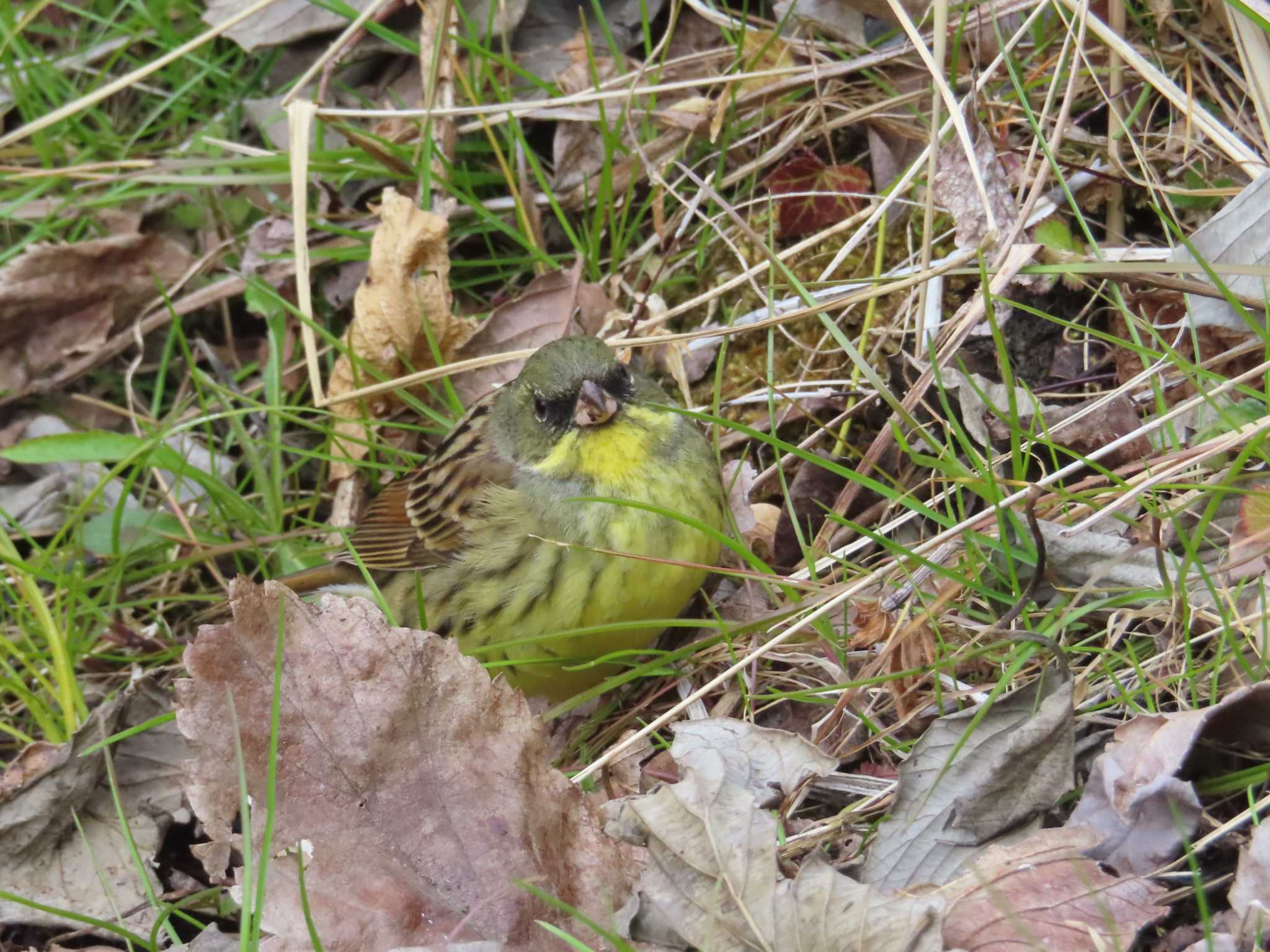 Photo of Masked Bunting at 横浜自然観察の森 by ゆ