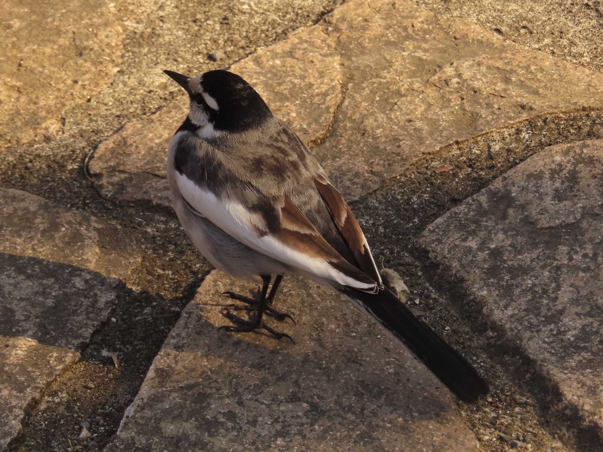 White Wagtail