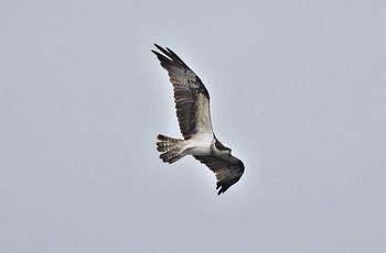 Osprey Unknown Spots Mon, 10/2/2017