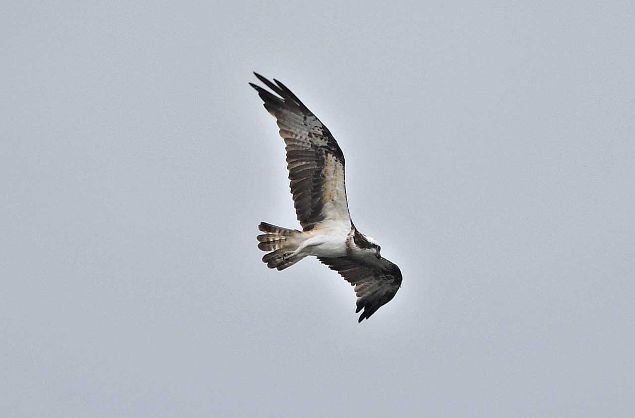 Photo of Osprey at  by くまのみ