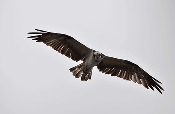 Osprey 神奈川県 Mon, 10/2/2017