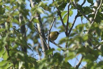 メジロ 三重県上野森林公園 2017年10月1日(日)