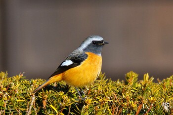 ジョウビタキ 各務野自然遺産の森 2022年2月7日(月)