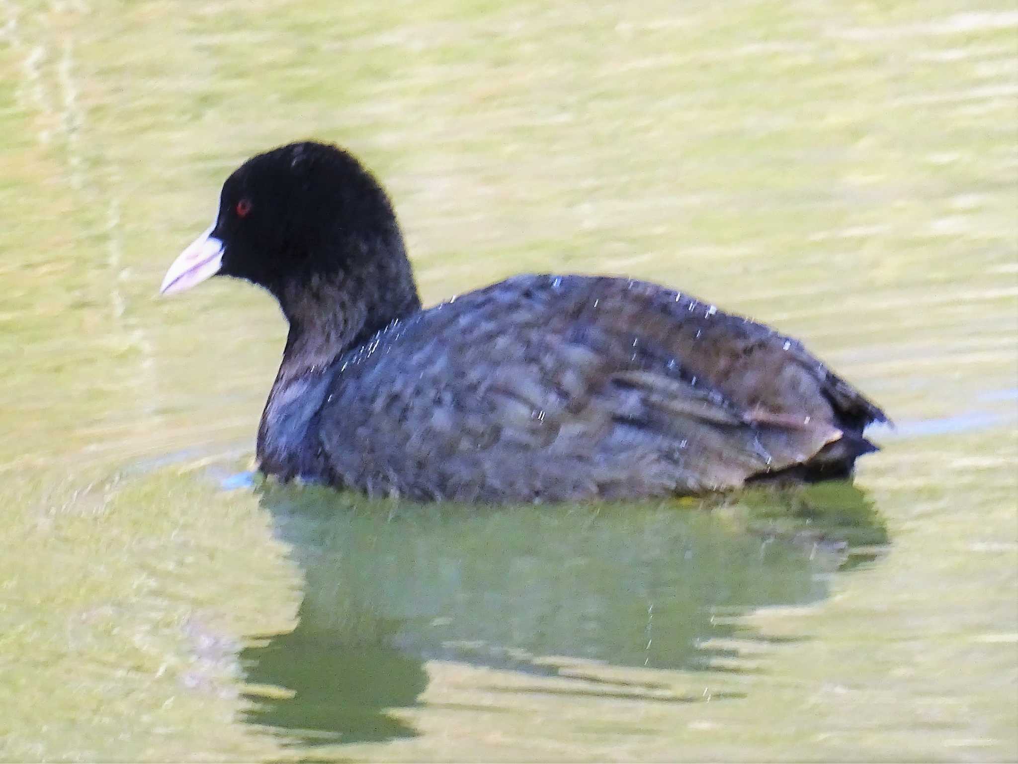 トリトリエブリバディ　おお　池にお似合いのご両鳥がいるで！！　あれ　ひなち? by KAWASEMIぴー