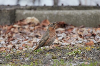 ハチジョウツグミ 大阪城公園 2022年2月27日(日)