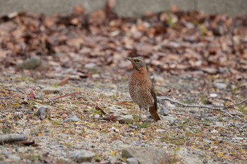 ハチジョウツグミ 大阪城公園 2022年2月27日(日)