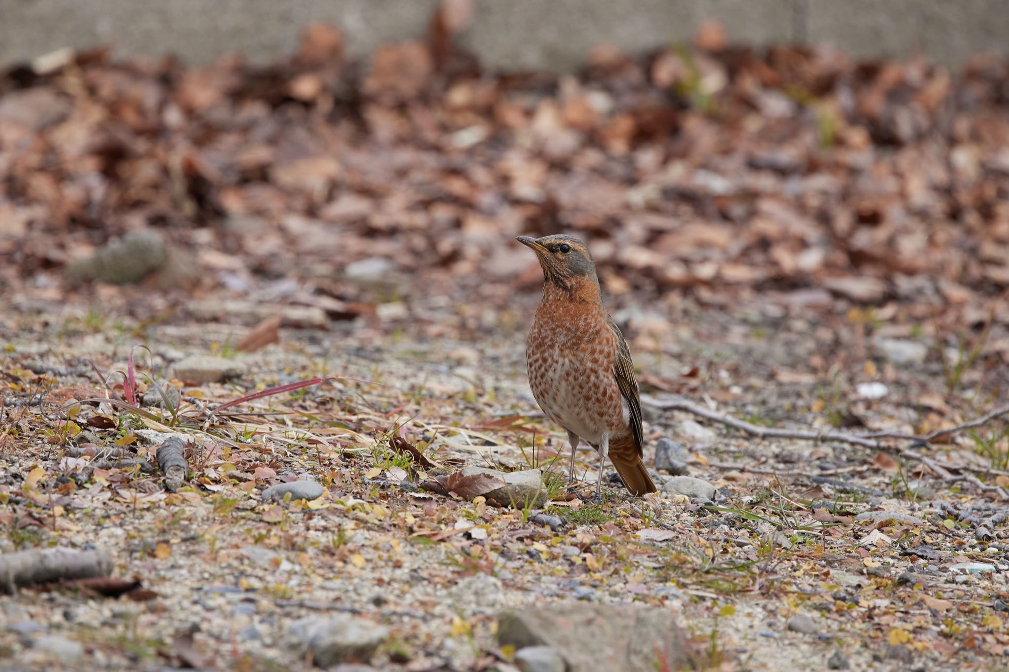 大阪城公園 ハチジョウツグミの写真 by 明石のおやじ