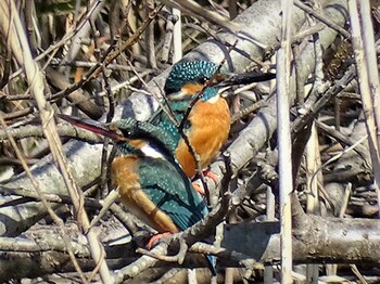 2022年2月27日(日) 舞岡公園の野鳥観察記録