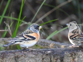 Brambling Kyoto Gyoen Sun, 2/27/2022