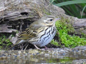 Olive-backed Pipit Kyoto Gyoen Sun, 2/27/2022