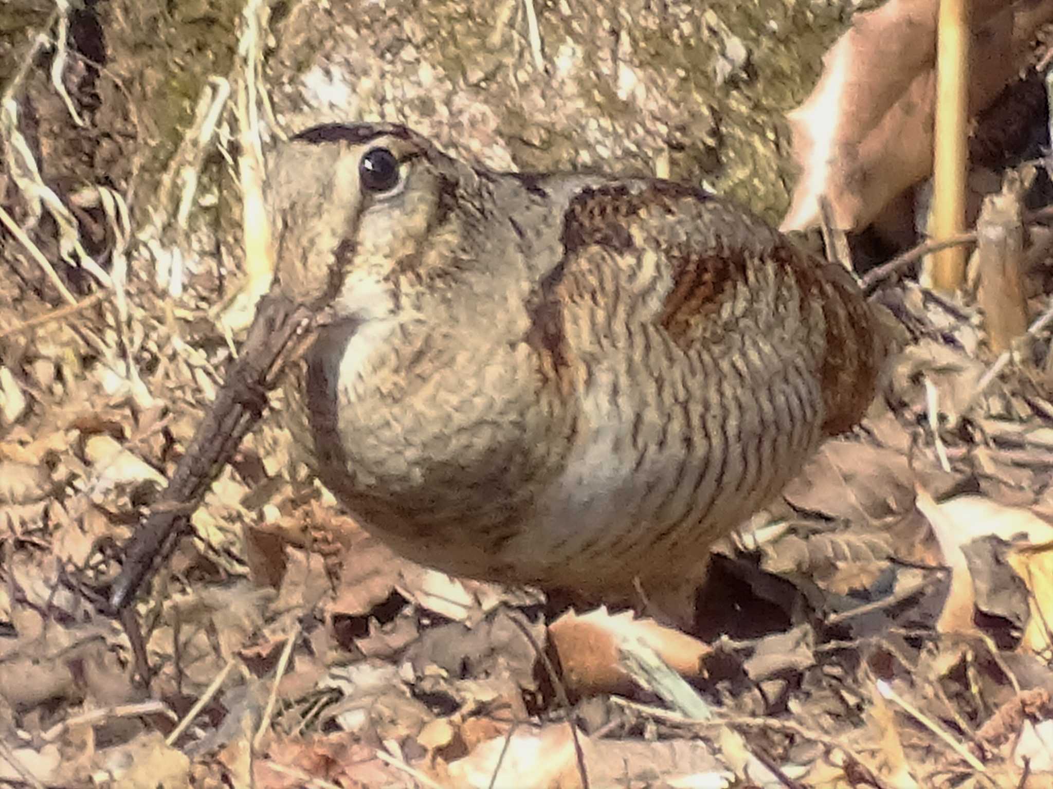 ヤマシギ