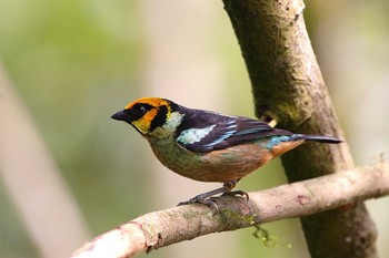 Flame-faced Tanager