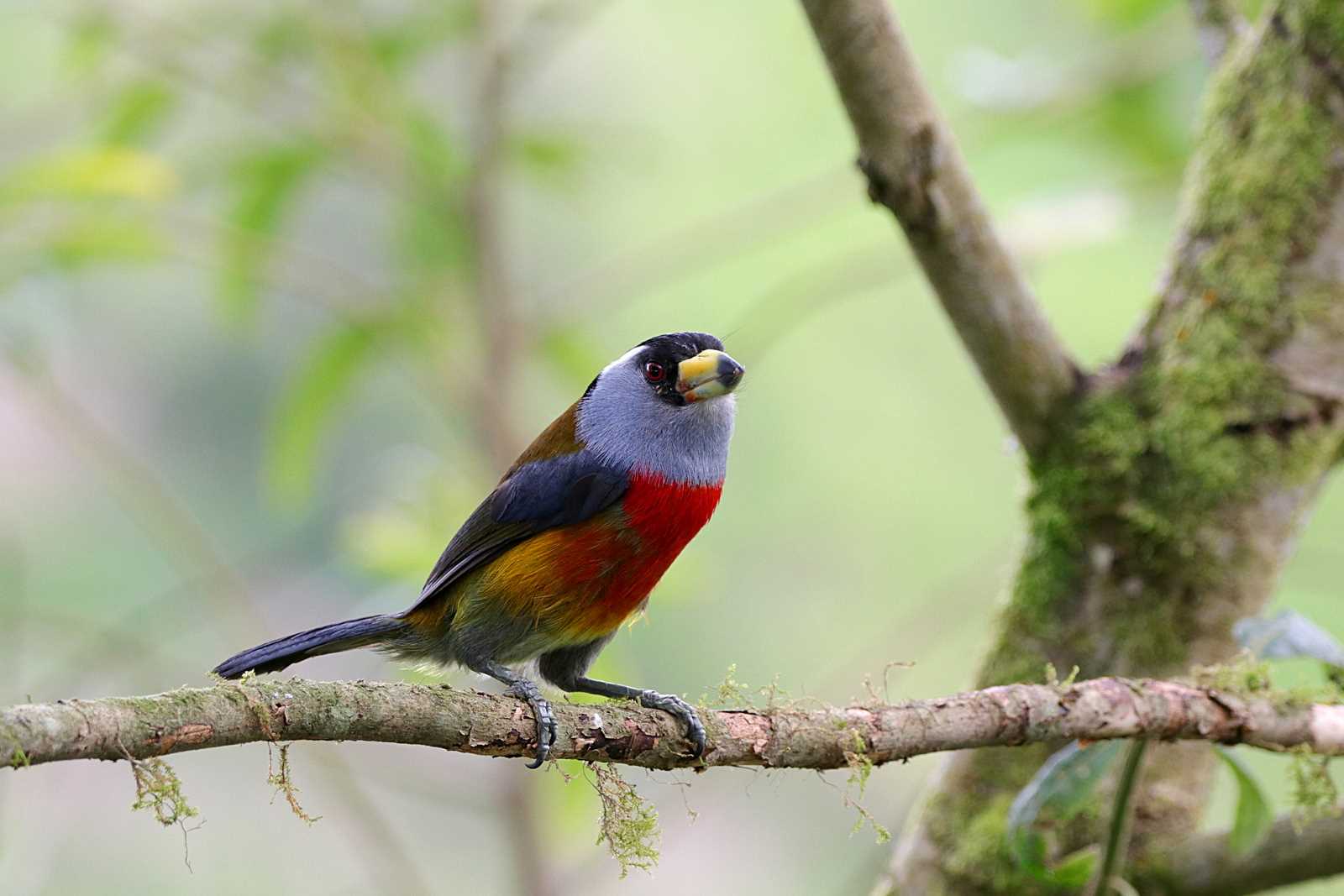 Photo of Toucan Barbet at Mindo(Ecuador) by とみやん