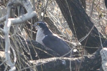 Eurasian Goshawk Toneri Park Sat, 2/26/2022