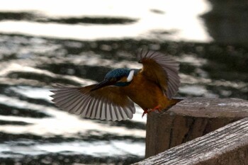 Common Kingfisher Mizumoto Park Sat, 2/26/2022