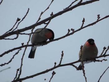 2022年2月27日(日) 中島公園の野鳥観察記録