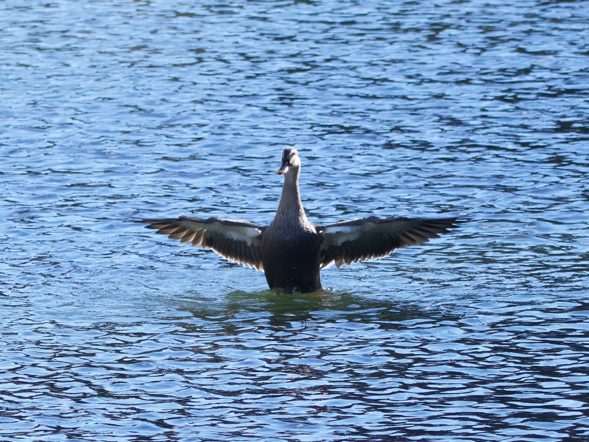 カルガモ