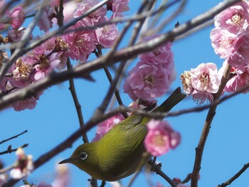 2022年2月27日(日) 竹山池の野鳥観察記録