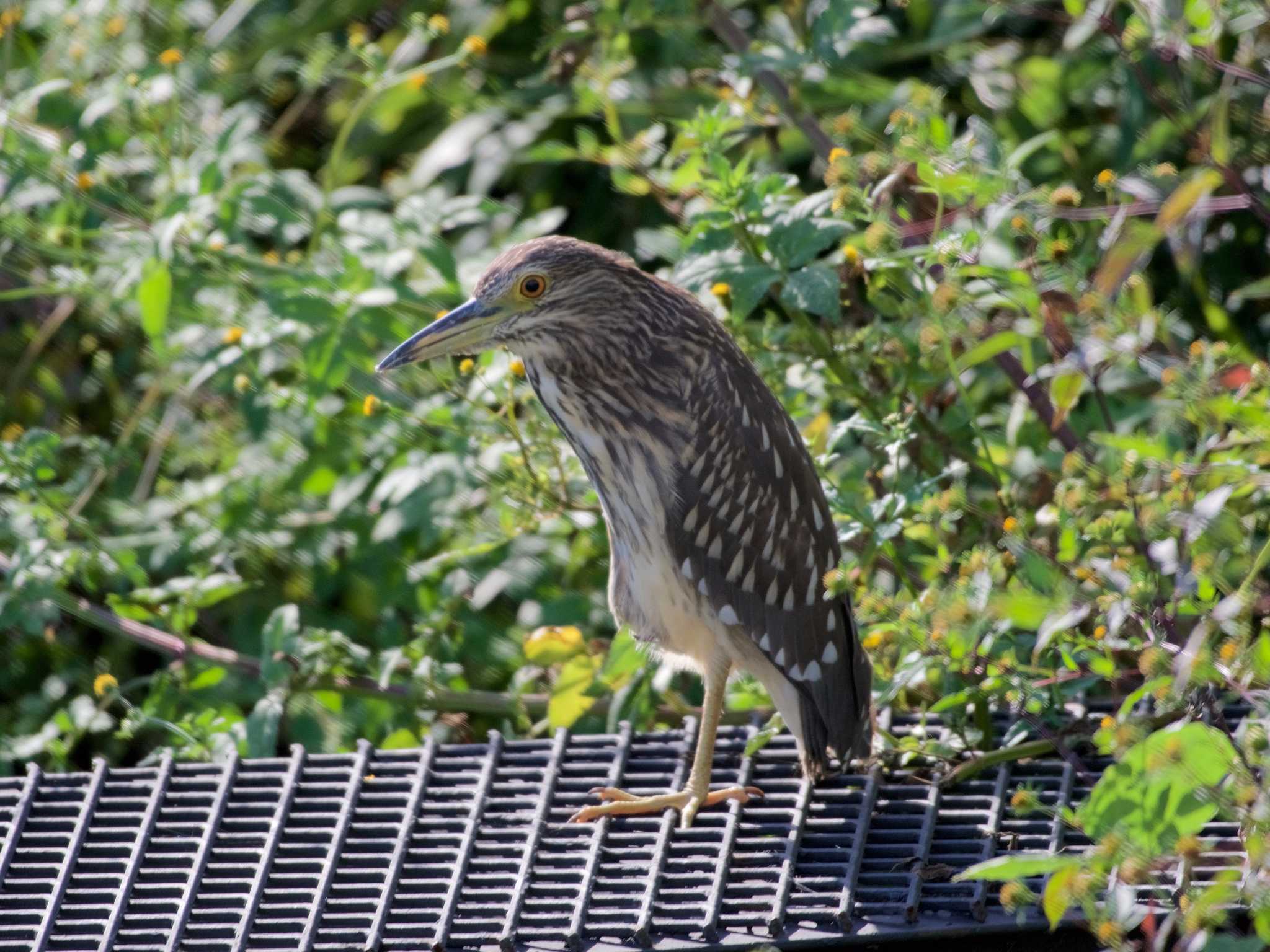 Photo of Black-crowned Night Heron at 京都府木津川市 by veritas_vita